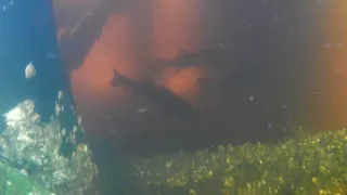 Underwater snook's at ballast point Tampa fl September 2018
