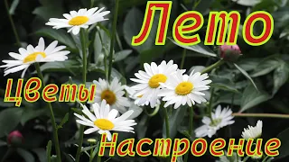 Лето, цветы, настроение...#цветы #лето #настроение #красота   #красивыецветы #ромашки