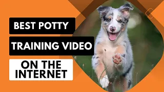 BEST dog potty training video on the internet- potty train your dog in 10 days or LESS