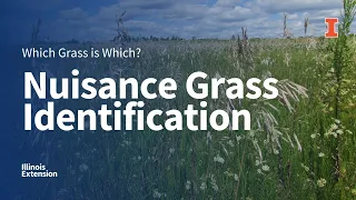 Nuisance Grass Identification: Which Grass is Which Webinar Series