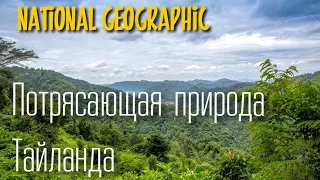 Тропический лес. Тайланд. Документальные фильмы. Красивый фильм. Живая природа. National geographic