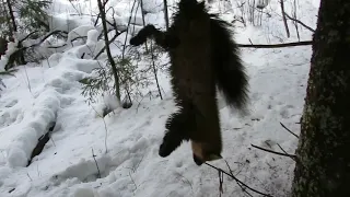 НА КУНИЦУ КАПКАНАМИ  есть результат