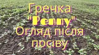 Огляд після пожнивного посіву гречки сорт "Penny".