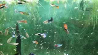 Overpopulation of Guppies