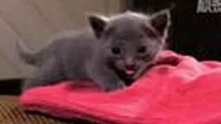 Kitten Afraid to Climb | Too Cute!