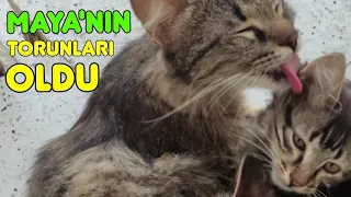 ZARİ'NİN YAVRULARI OLMUŞ  ✓ ASİ KURT 😻 My cat Maya has grandchildren