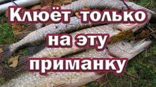 ЛУЧШАЯ приманка года ЛОВИТ ДАЖЕ ОСЕНЬЮ! Щука выбирает  Kro Spin Tail. Клюёт только на неё !