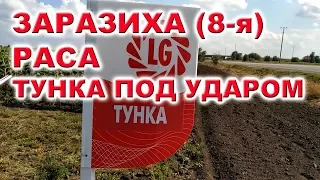 ЗАРАЗИХА 8-я раса на Тунке и  LG 5580 ПОДСОЛНЕЧНИК ЛИМАГРЕЙН