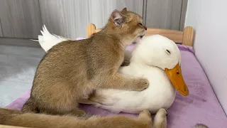 Funny duck is conquered by the kitten! The kitten wants to eat the duck😂? Funny and cute animals