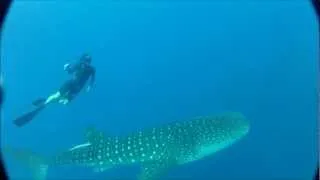 Freediving course with a whale shark - קורס צלילה חופשית עם כריש לוויתן