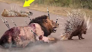Porcupine Too Danger - Leopard Hunting Porcupine - Big Cats The Wound is Too Deep By The Poisonous