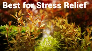 Why A Planted Aquarium Is The Best For Stress Relief