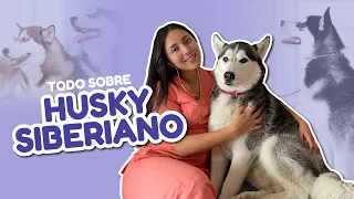 TODO SOBRE EL HUSKY SIBERIANO - Tata.Veterinaria