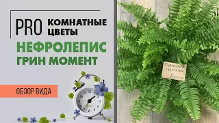 Нефролепис Грин Момент - папоротник домашний, неприхотливый. Растение для дома и офиса.