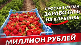 Как заработать на клубнике 1🍋 или 2🍋 ₽уб