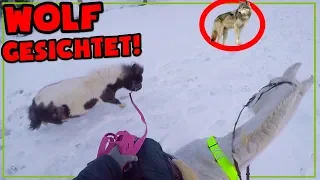 Wolf gesichtet ✮ Ausreiten mit meinem Pony, Rubineska, Escada und Jessy - im schnee ♥