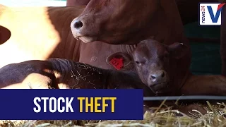 Stock theft on the increase