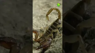 Какого размера скорпионы есть в России?