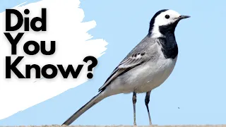 Things you need to know about the PIED WAGTAIL!