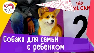 4 совета, как выбрать собаку для семьи с ребенком