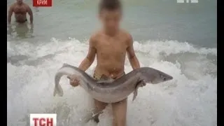 У кримському селищі відпочивальники закатували вагітну акулу