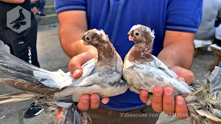 Птичий рынок г. Ташкент - ГОЛУБИ (21.05.2022) / Uzbek Pigeons / Usbekische tauben