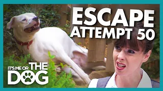 Escape Artist Dog Won't Stop Digging Tunnels to Freedom! | It's Me or the Dog