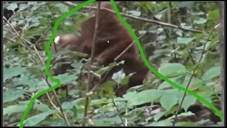 ThinkerThunker - TimbergiantBigfoot - New Discoveries!!!