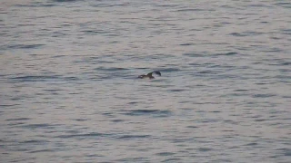 Wedge-tailed Shearwater in flight