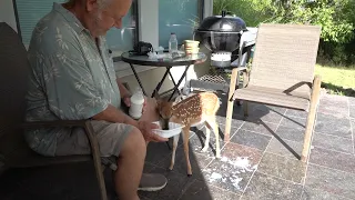 Breakfast with Bambi the Whitetail Deer Fawn (day 5, part 2)