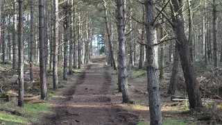 Montrose, Scotland, UK Forest walk and brew!