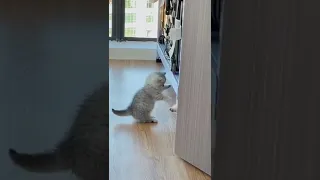 Funny Cats and Kittens Meowing Cute Cat TikTok Funniest Cats Videos Baby Cats 104 #fun #shorts #cat