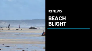 Carcasses from Australia's worst mass whale stranding affect West Coast tourism | ABC News