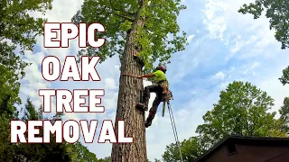 Epic Oak Tree removal Rigging Over House
