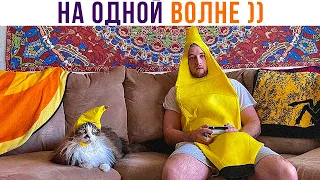 КОТ И ХОЗЯИН НА ОДНОЙ ВОЛНЕ ))) Приколы с котами | Мемозг 1093