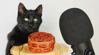 Kitten Eating Wet & Dry Cat Food ASMR