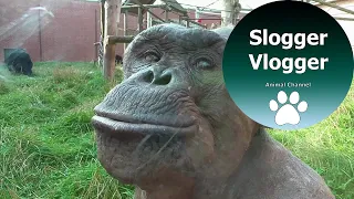 Meet Jambo: The Hairless Chimpanzee Up Close