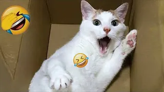 🤣🙀 Funny Dog And Cat Videos 😂🤣 Funny Animal Videos 2024 #16