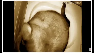 Автоматический кошачий туалет. Реалити-шоу.
