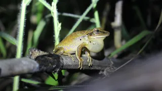 Vocalização - Hypsiboas albopunctatus - Boana albopunctata