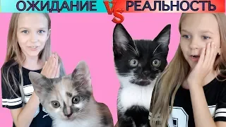 Котята в доме.Ожидание VS Реальность.Скетчи