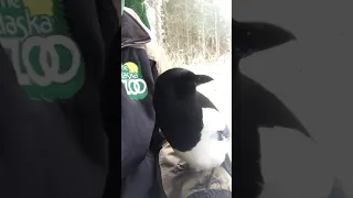 George the Talking Magpie's Viral Video