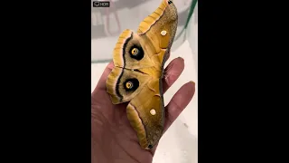 Polyphemus Moths