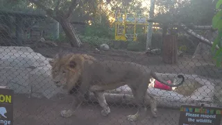 Lions at San Diego Zoo