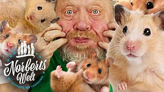 ENDLICH HAMSTER! Ihr habt sie euch gewünscht! | NORBERTS WELT | Zoo Zajac