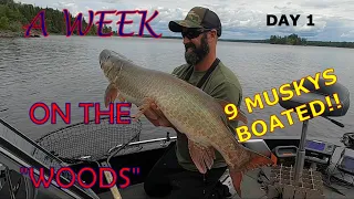 MUSKY FISHING LAKE OF THE WOODS| DAY 1| NINE MUSKY HIT THE NET!