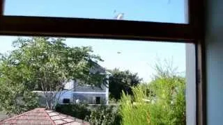 Ласточки у моего окна (гнездо)