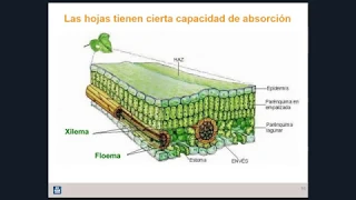 Fertilizacion Foliar, Mitos y Realidades.