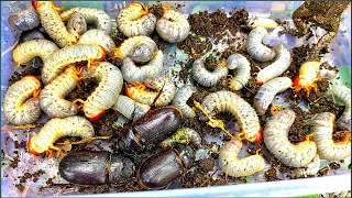 The container was full, I collected rhinoceros beetle larvae and observed them