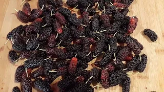 The number one fruit and shade tree for Arizona! Mulberries!
